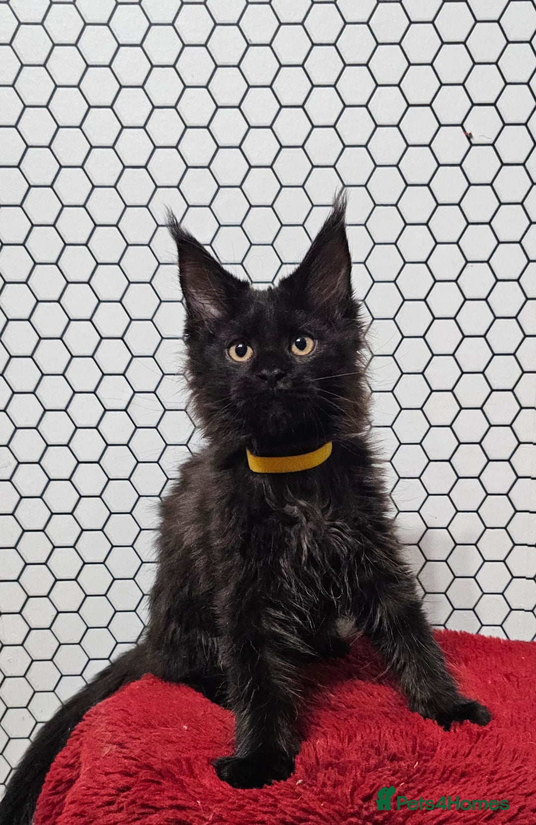 Maine Coon cats for sale: Pure breed Maine Coons Kittens  - Image 2