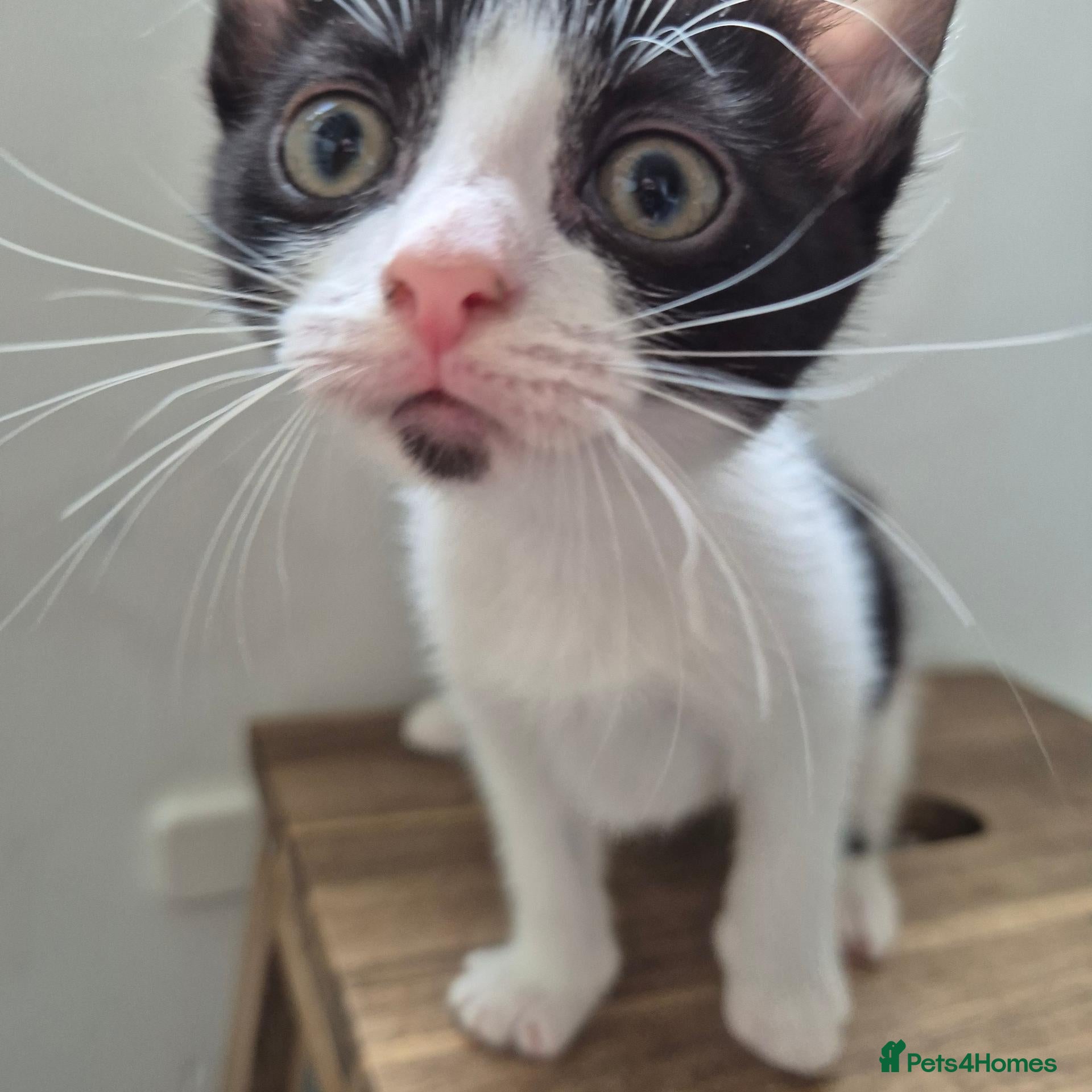Mixed Breed cats *two left* Amazing family raised kitten - Advert 2