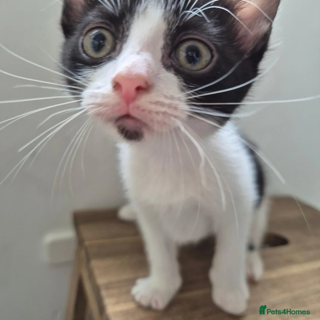 Mixed Breed cats for sale: *two left* Amazing family raised kitten - Advert 2
