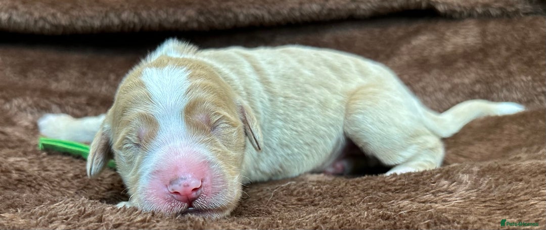 Double Doodle dogs for sale: Double Doodle puppies from Health tested parents - Image 17