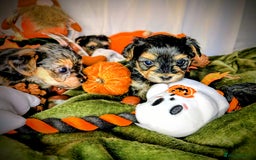 Yorkshire Terrier dogs for sale: 4 week old miniature Yorkshire terriers, 7 males  - Image 17