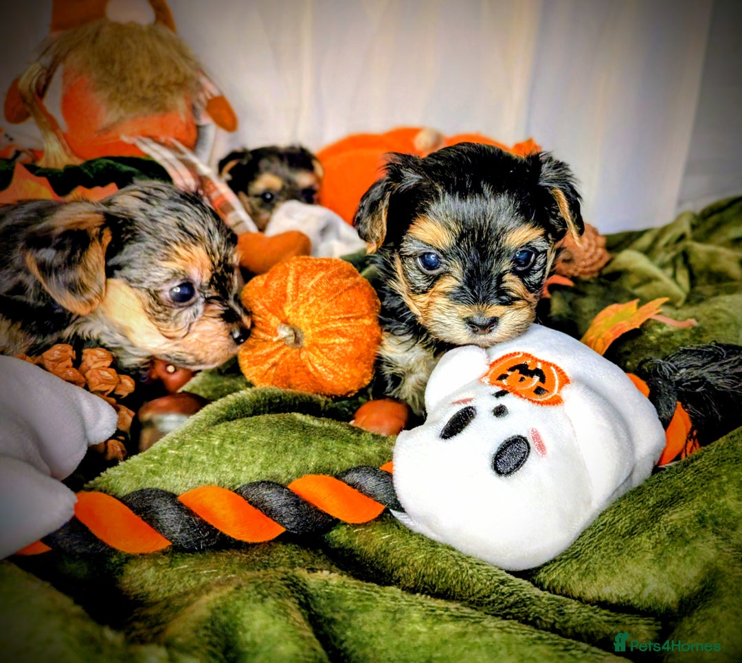 Yorkshire Terrier dogs for sale: 4 week old miniature Yorkshire terriers, 7 males  - Image 17