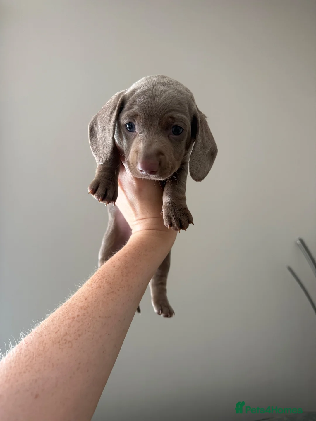Miniature Dachshund dogs for sale: KC registered miniature daschunds  - Advert 2