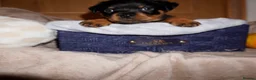 Rottweiler dogs for sale: Stunning litter of Rotweillers from family pet  in Wolverhampton - Advert 32
