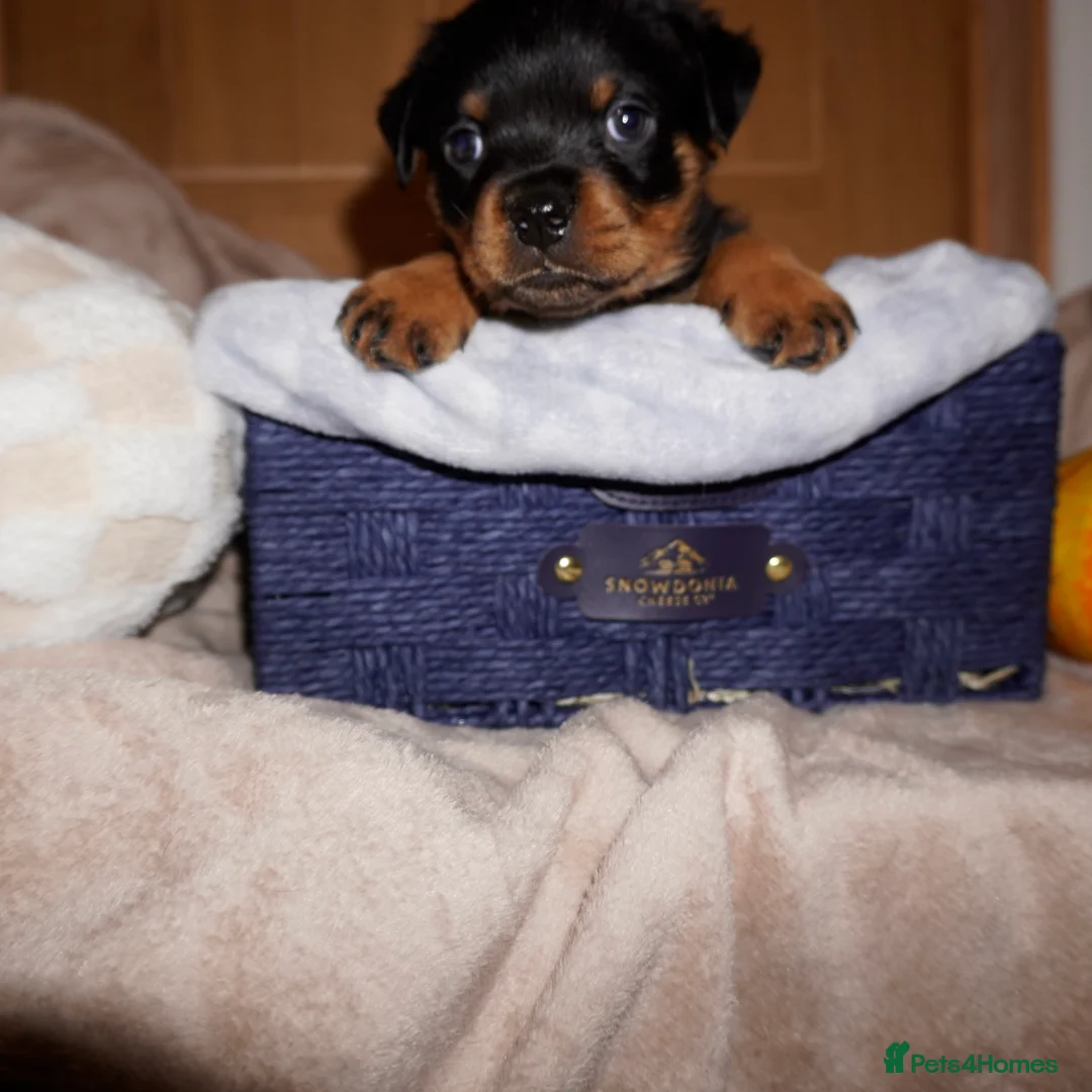 Rottweiler dogs for sale: Stunning litter of Rotweillers from family pet  in Wolverhampton - Advert 32
