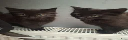 British Longhair cats for sale: Cute fluffy black/ brown kittens  - Advert 13