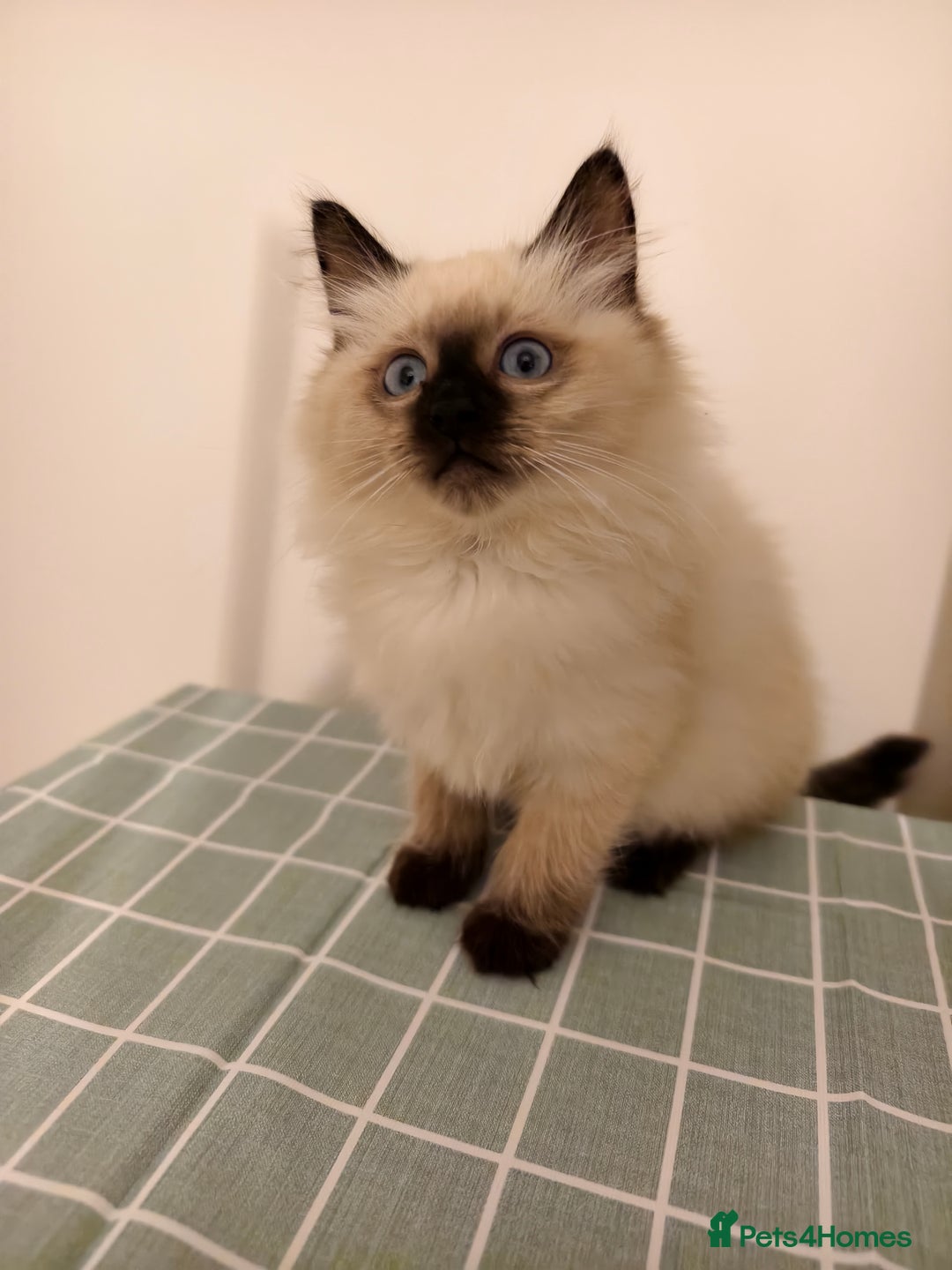 Ragdoll cats for sale: Beautiful Seal Point Ragdoll Kittens – for sale - Advert 4