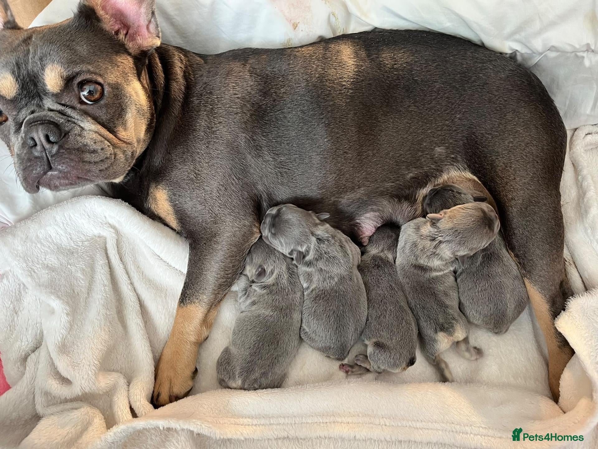 French Bulldog dogs Puppies  - Advert 1