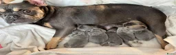 French Bulldog dogs for sale: Puppies  - Advert 1
