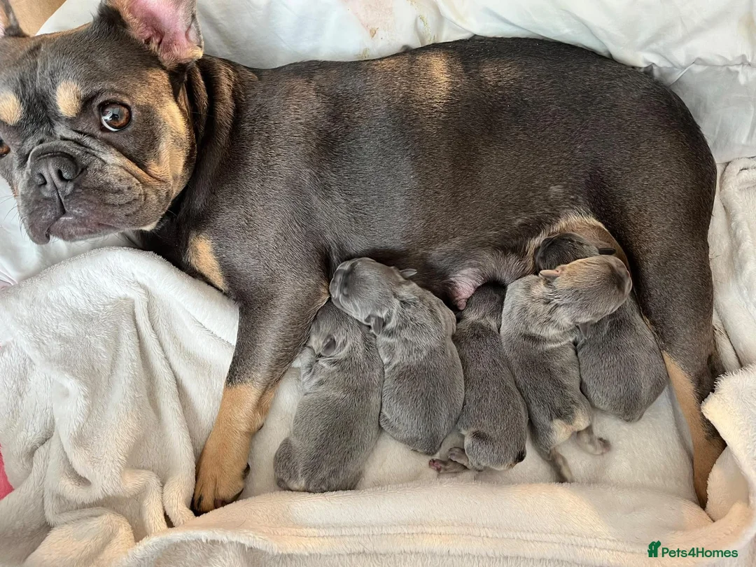 French Bulldog dogs for sale: Puppies  - Advert 1