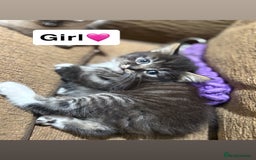 Mixed Breed cats for sale: Kittens for sale  - Advert 19