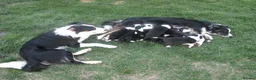 Border Collie dogs for sale: 20 WEEK BORDER COLLIE PUPPY BUDDY - Advert 7