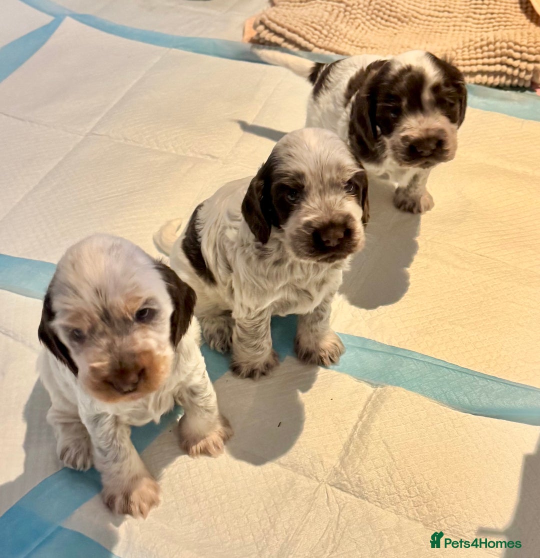 Cocker Spaniel dogs for sale: Two Exceptional girl English Show Cockers - Advert 1