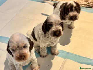 Cocker Spaniel dogs Two Exceptional girl English Show Cockers - Advert 16