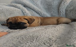 Bullmastiff dogs for sale: K.c registered Bullmastiff puppies  - Image 19