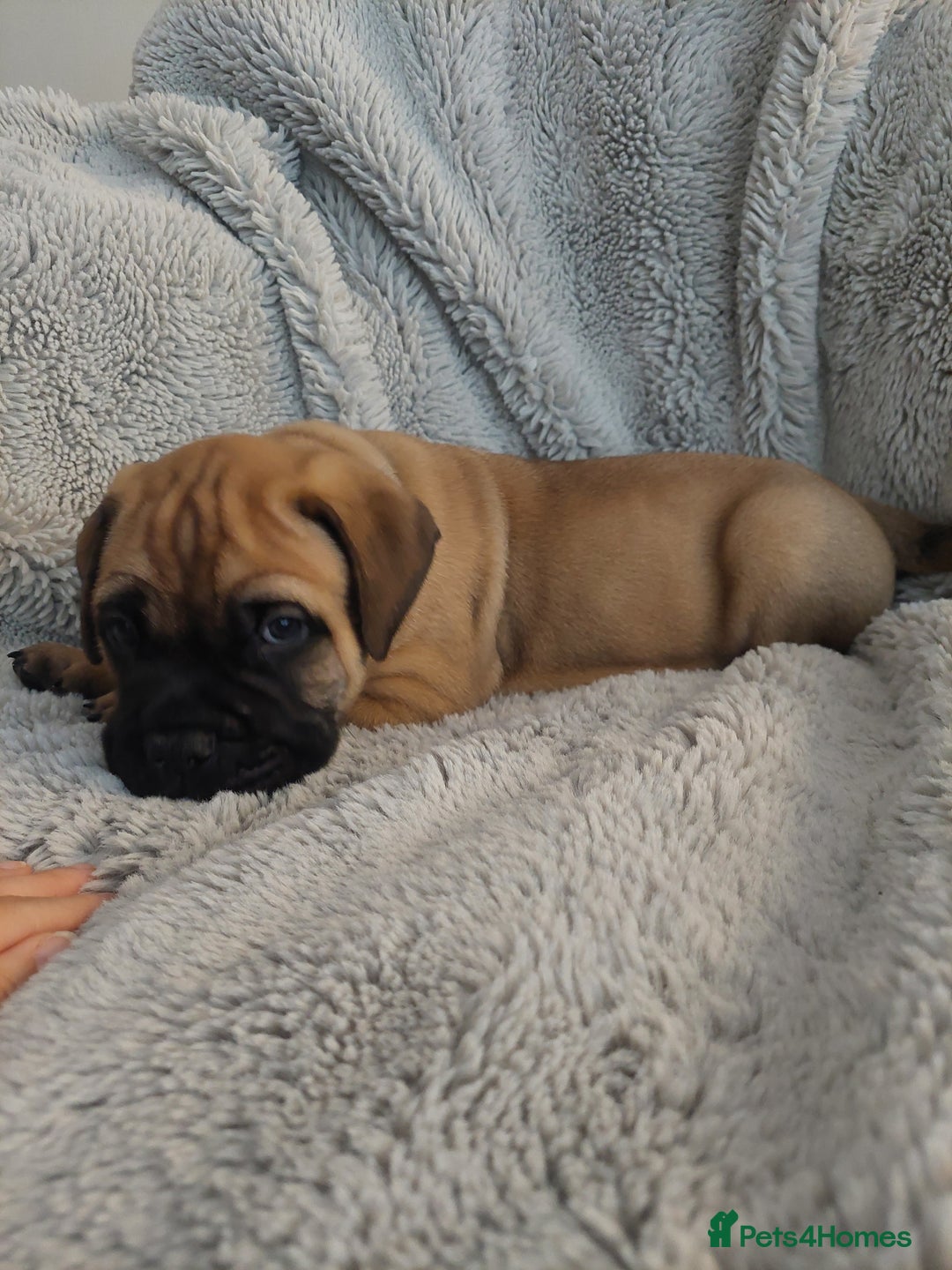 Bullmastiff dogs for sale: K.c registered Bullmastiff puppies  - Image 19