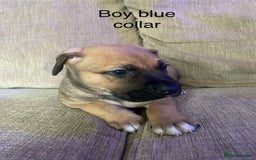 Mixed Breed dogs for sale: Bullmastiff Shepherd Hybrid  - Image 2