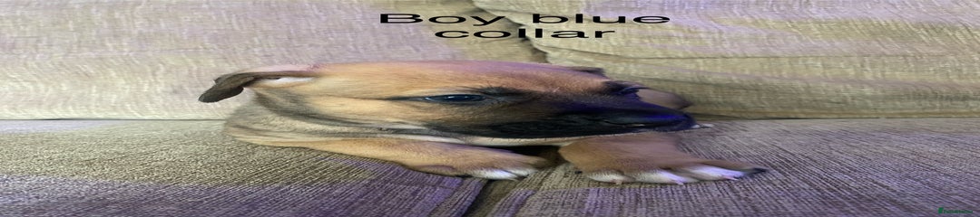 Mixed Breed Puppy 2