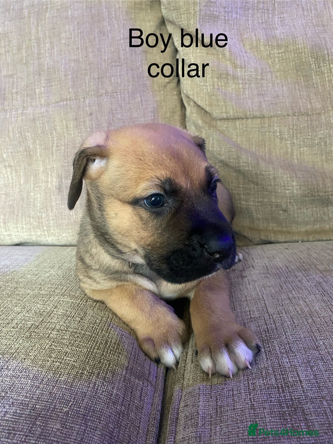 Mixed Breed dogs for sale: Bullmastiff Shepherd Hybrid  - Image 2