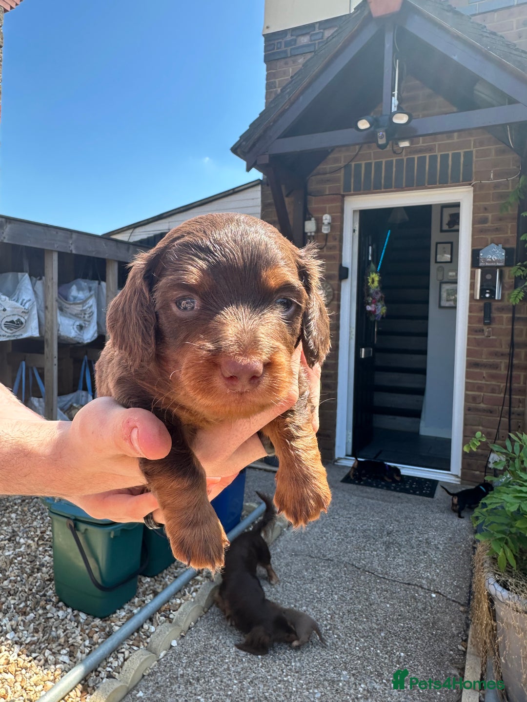 Miniature Dachshund dogs for sale: 2 Long Haired Miniature Dachshunds  - Image 1