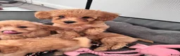Toy Poodle dogs for sale: 5 Adorable Toy Poodle Puppies - Advert 21