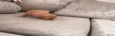 Cockapoo 4