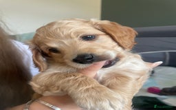 Cockapoo dogs for sale: 4 beautiful cockapoo puppies can be now be viewed  - Image 4