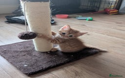 Mixed Breed cats for sale: Beautiful Kittens Available ✨️ in ELY - Image 24