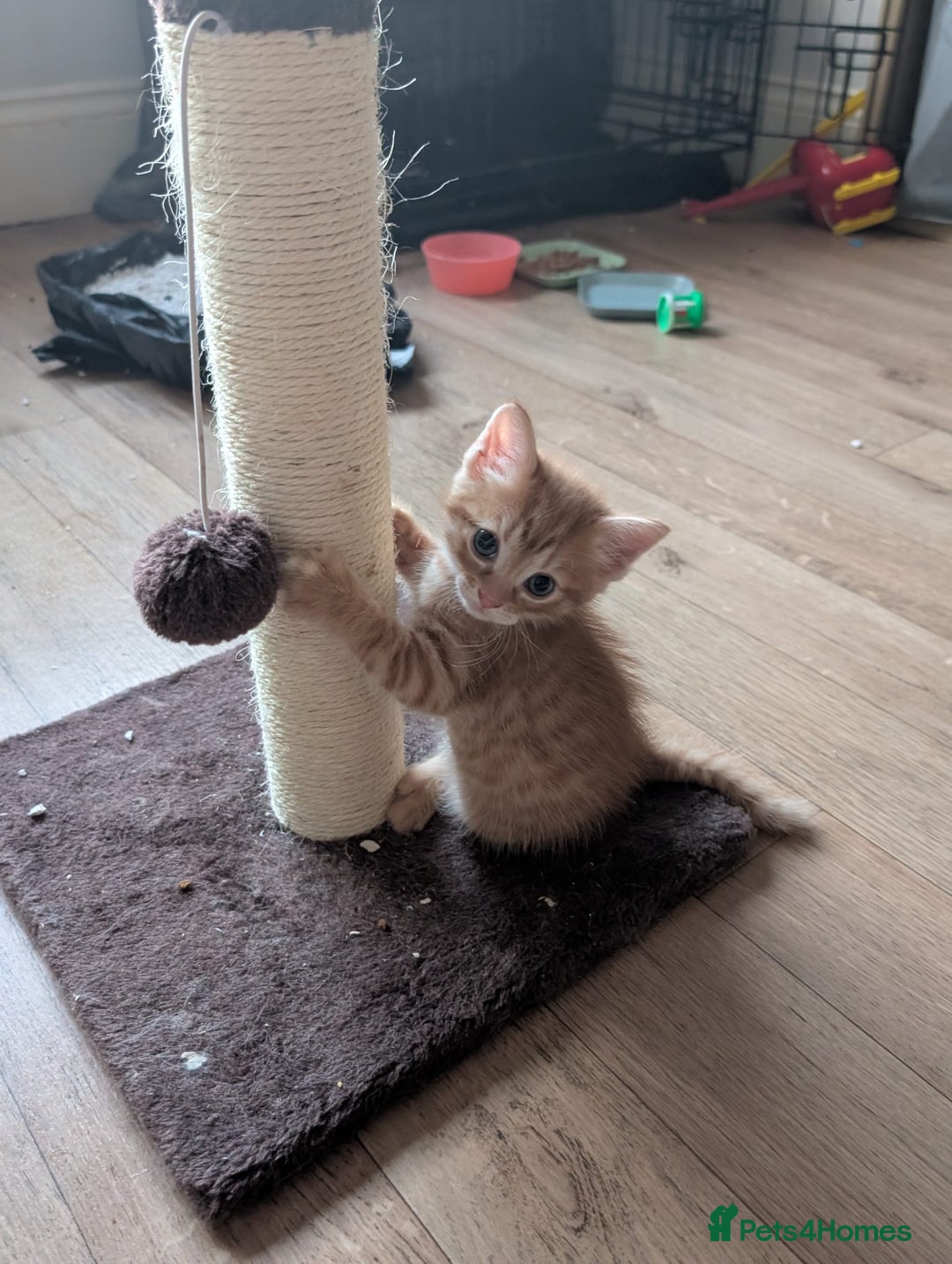 Mixed Breed cats for sale: Beautiful Kittens Available ✨️ in ELY - Image 24