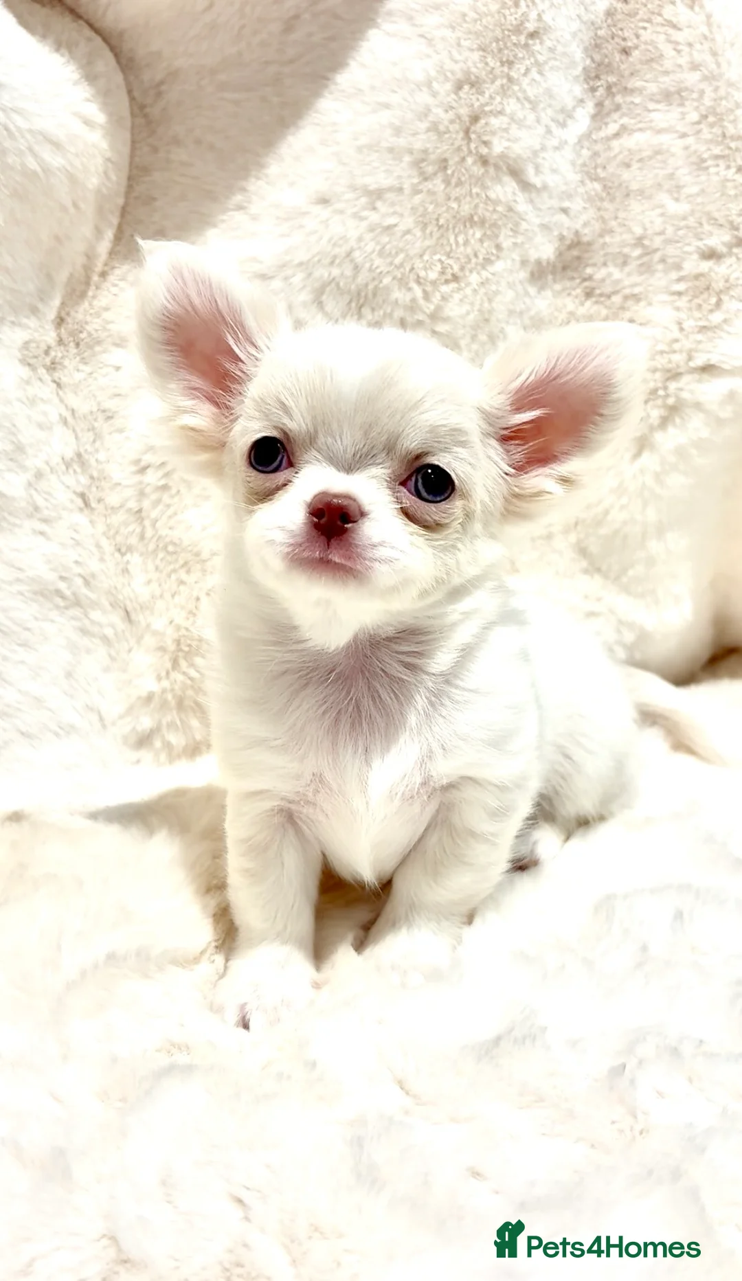 Chihuahua dogs for sale: (RESERVED)KC CHIHUAHUA PUPPIES  - Advert 3