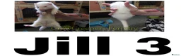 Ferret rodents for sale: Ferret Kits for Sale - Advert 5