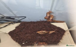 Snails invertebrates for sale: Giant African Land Snails & Tank.& Smaller snails  - Image 7