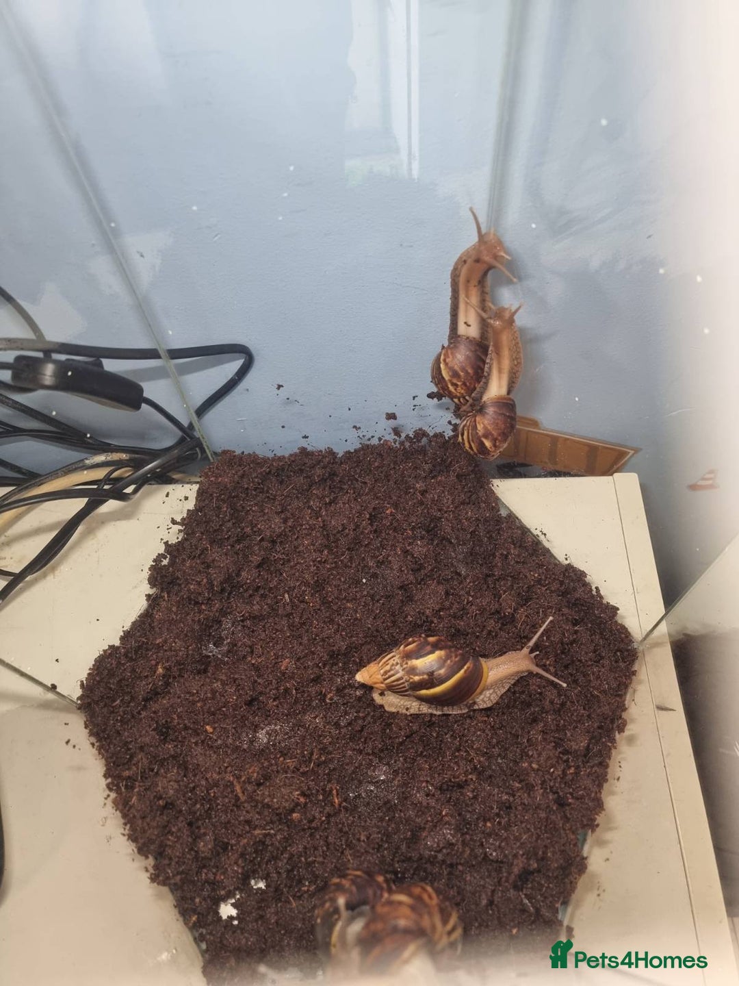 Snails invertebrates for sale: Giant African Land Snails & Tank.& Smaller snails  - Image 7