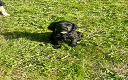 Cocker Spaniel dogs for sale: 1 black male cockerspaniel  - Image 4