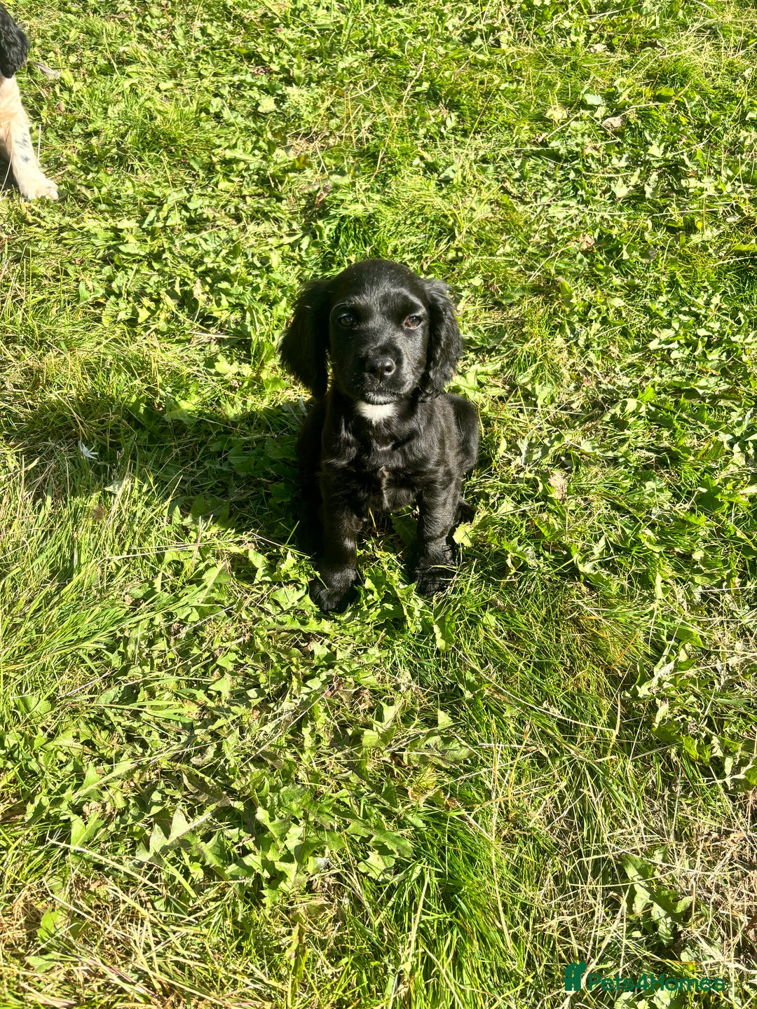 Cocker Spaniel dogs for sale: 1 black male cockerspaniel  - Image 4