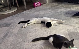 Domestic Shorthair cats for sale: Beautiful Domestic Cats-Mum,Dad&3 Adorable Kittens - Image 13