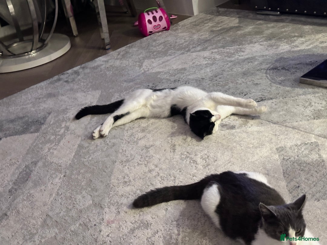Domestic Shorthair cats for sale: Beautiful Domestic Cats-Mum,Dad&3 Adorable Kittens - Image 13