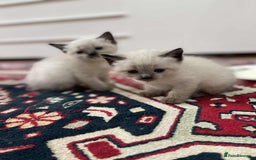 Ragdoll cats for sale: stunning kittens  - Image 2