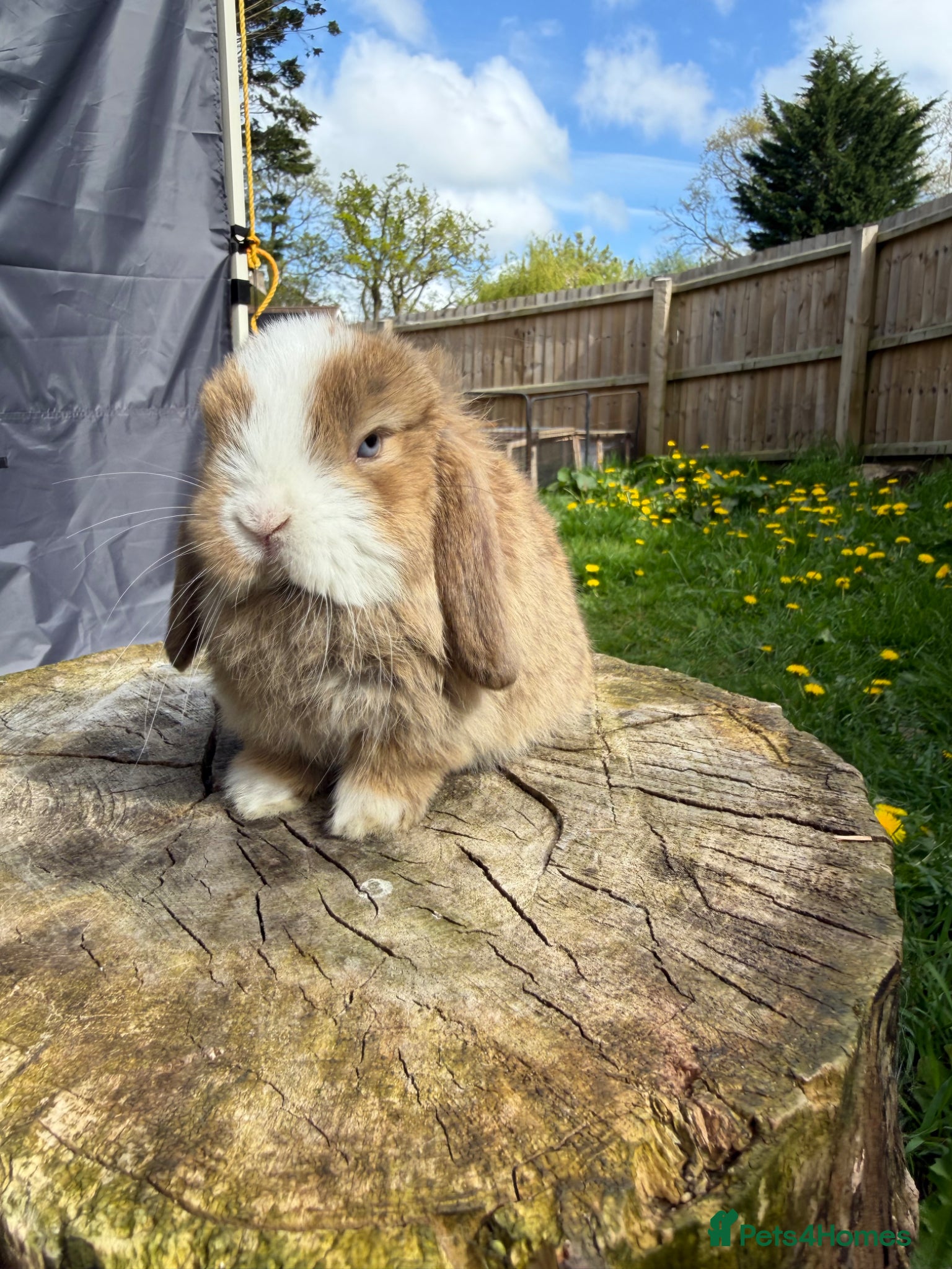Mini Lop rabbits Mini lops (young adult and sibling babies)  - Advert 1