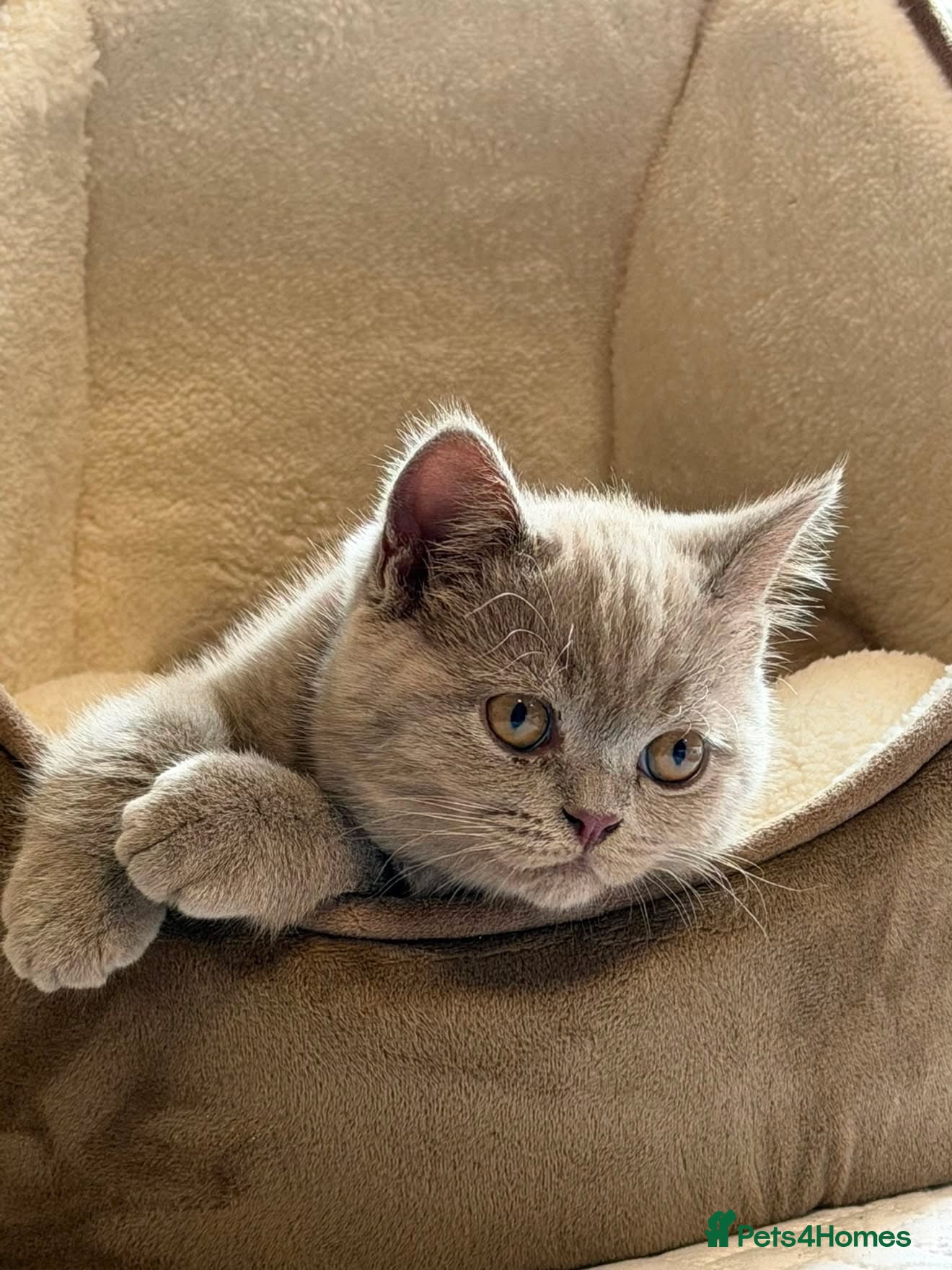 British Shorthair cats 14 Week Old British Shorthair Kitten - Advert 1
