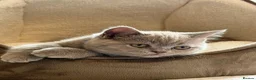 British Shorthair cats for sale: 14 Week Old British Shorthair Kitten - Advert 1