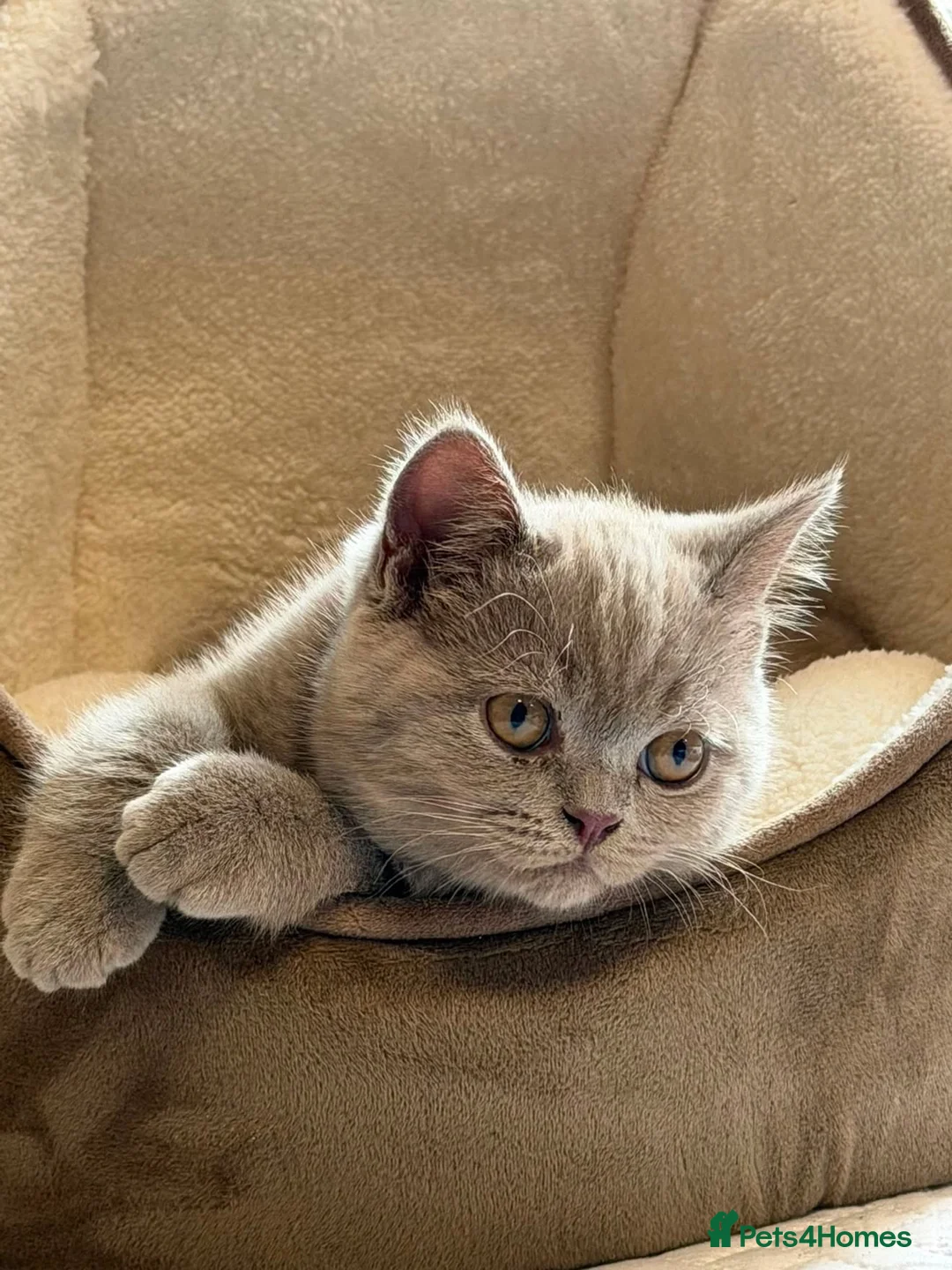 British Shorthair cats for sale: 14 Week Old British Shorthair Kitten - Advert 1