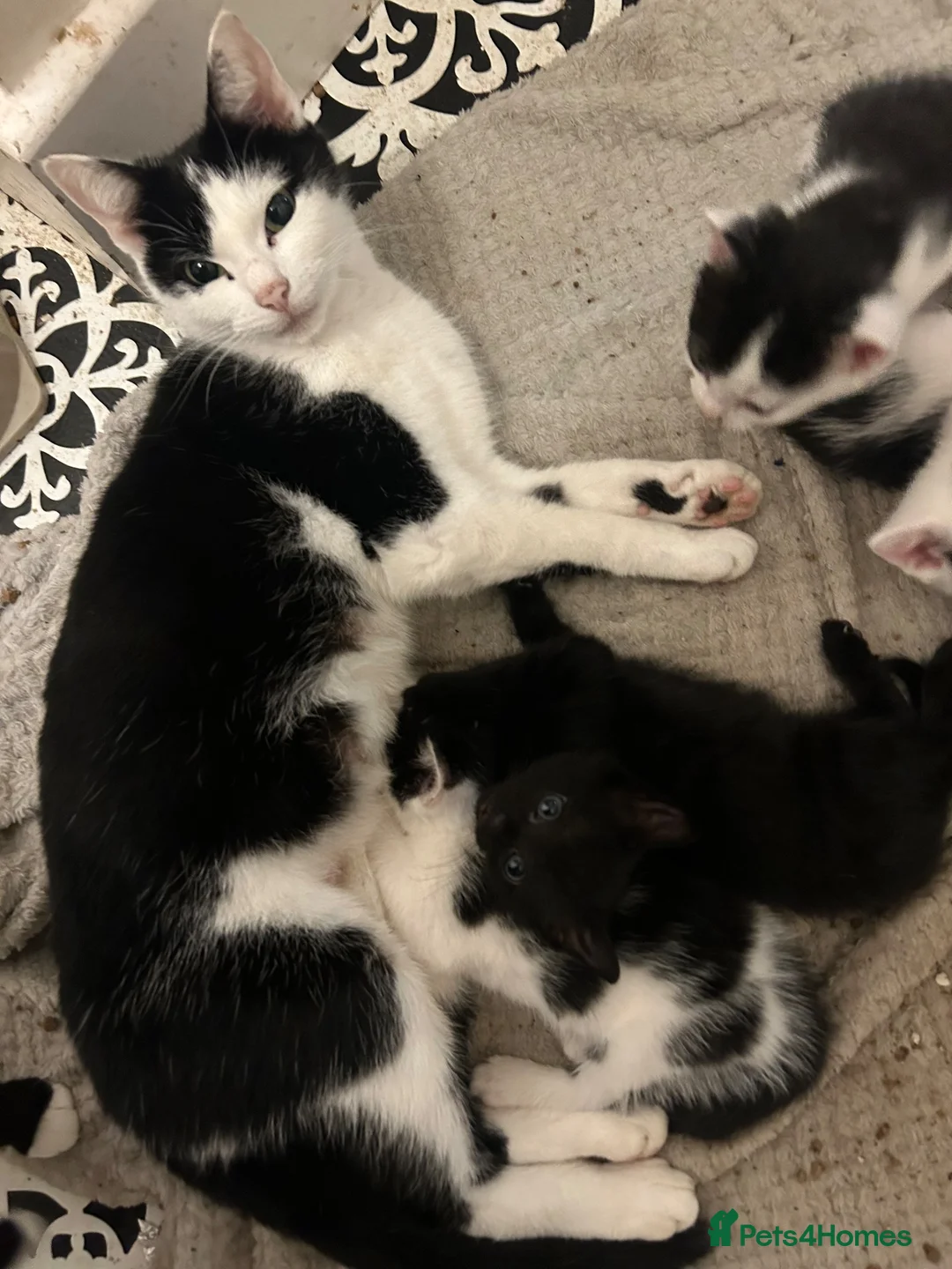 Mixed Breed cats for sale: 5 gorgeous kittens ready now - Advert 11