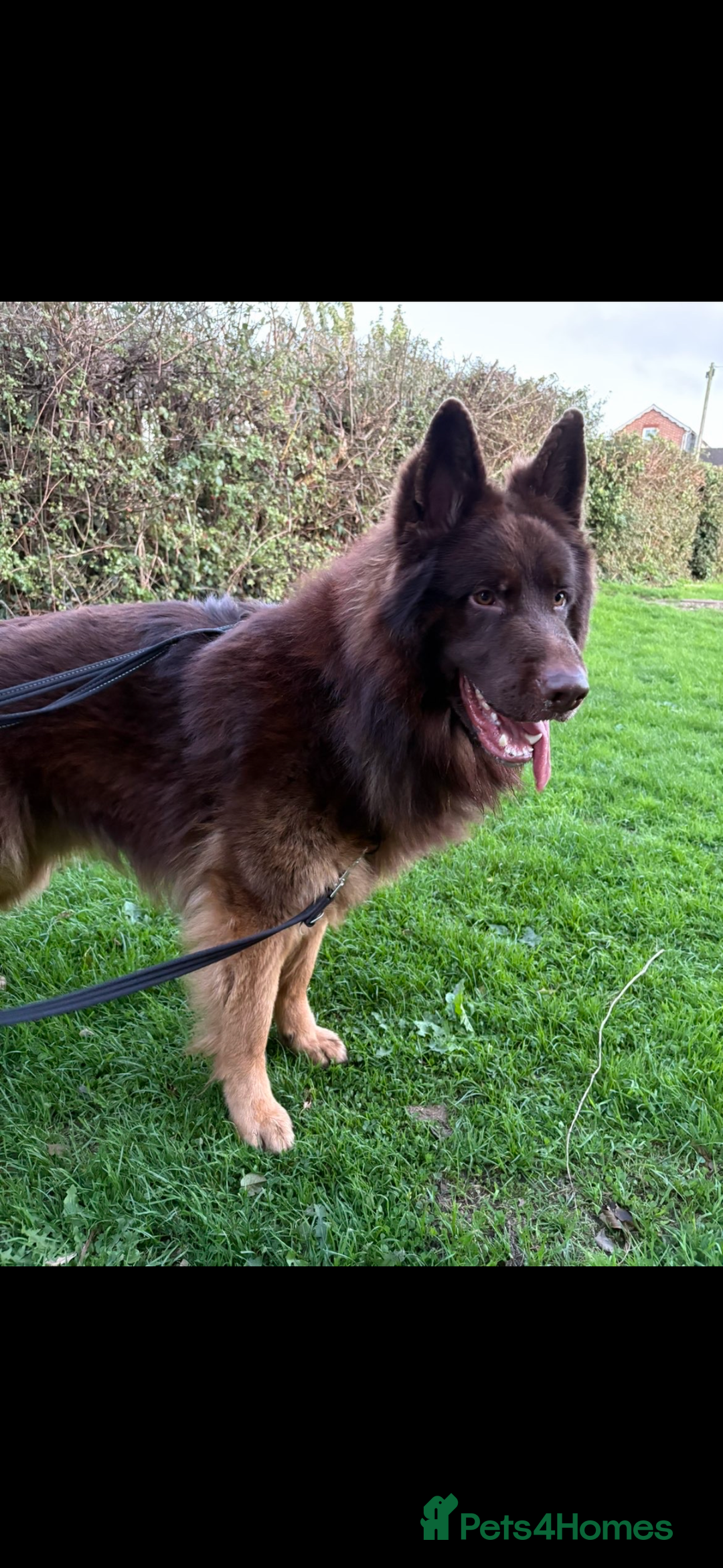 German Shepherd dogs for sale: Pedigree German Shepherd Puppies - Advert 18