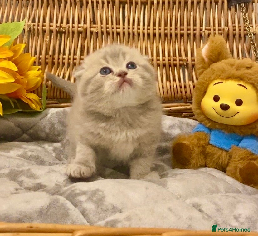 Scottish Fold cats 🧸QUALITY TICA REG FAWN SCOTTISH/BSH 😻🧸 - Advert 18