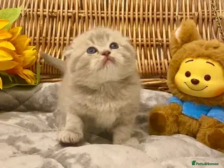 Scottish Fold cats 🧸QUALITY TICA REG FAWN SCOTTISH/BSH 😻🧸 - Advert 18