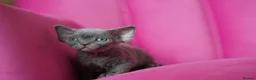 Devon Rex cats for sale: ❤️ Pure Line Devon Rex Kittens Available ❤️ - Advert 17
