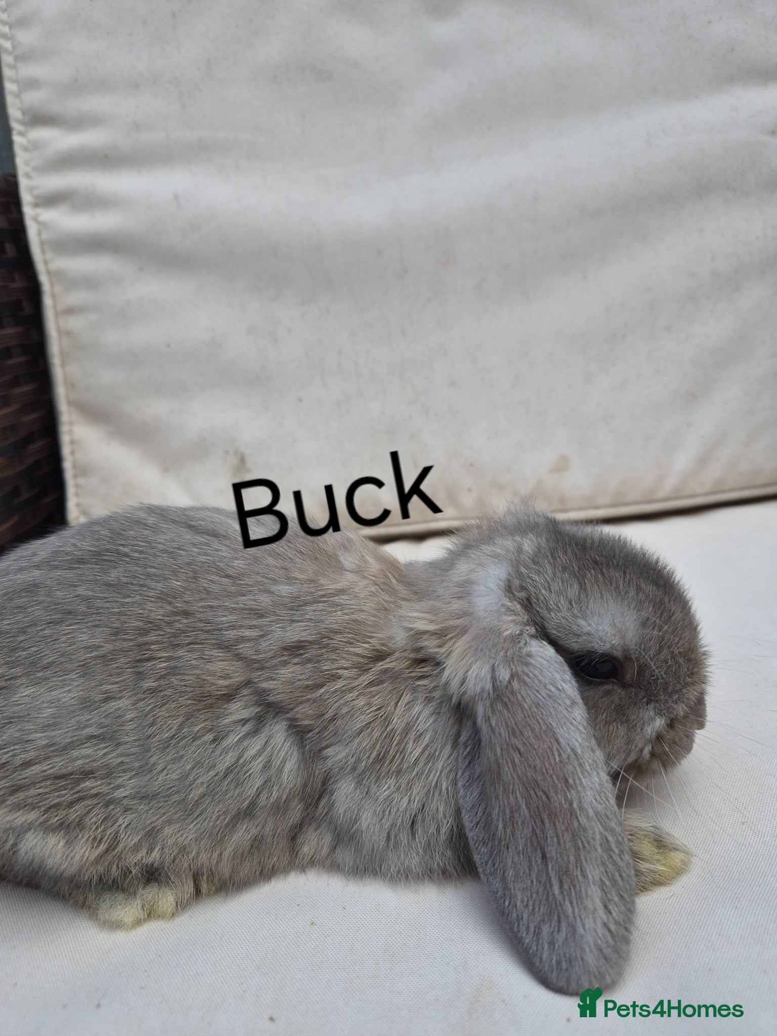 Mini Lop rabbits  Baby Mini Lop Rabbits-Ready for Their New Homes  - Advert 15