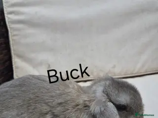 Mini Lop rabbits Baby Mini Lop Rabbits-Ready for Their New Homes - Advert 14