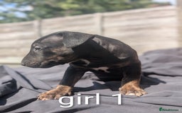 English Bull Terrier dogs for sale: Working line English bull terriers  - Image 3